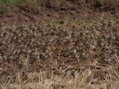 Calandrella dukhunensis