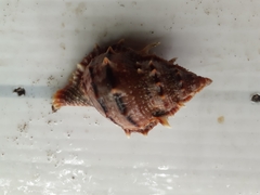 Bufonaria elegans