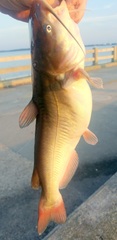 Ameiurus catus
