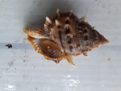 Bufonaria elegans