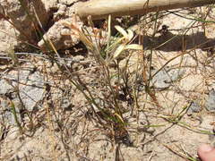 Pelargonium longifolium