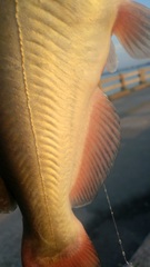 Ameiurus catus