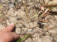Pelargonium longifolium