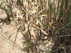 Pelargonium longifolium
