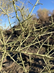 Parkinsonia microphylla