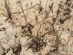Pelargonium longifolium
