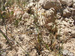 Pelargonium longifolium