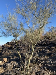 Parkinsonia microphylla