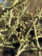 Parkinsonia microphylla