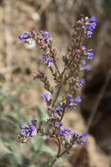 Anchusa leptophylla