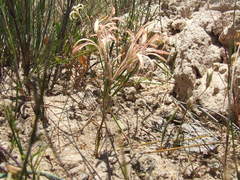 Pelargonium longifolium