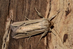 Noctuidae