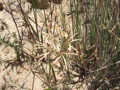 Pelargonium longifolium