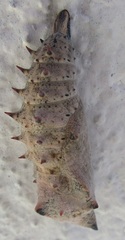 Nymphalis antiopa