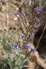 Anchusa leptophylla