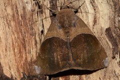 Ophisma