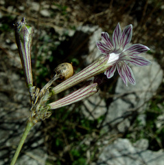 Silene reinwardtii
