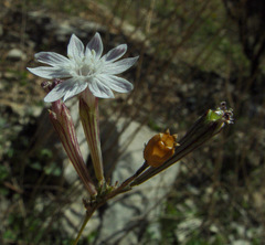 Silene reinwardtii