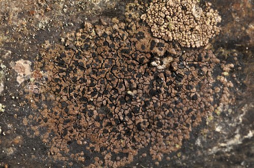 Rhizocarpon polycarpum