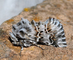 Cleonymia baetica