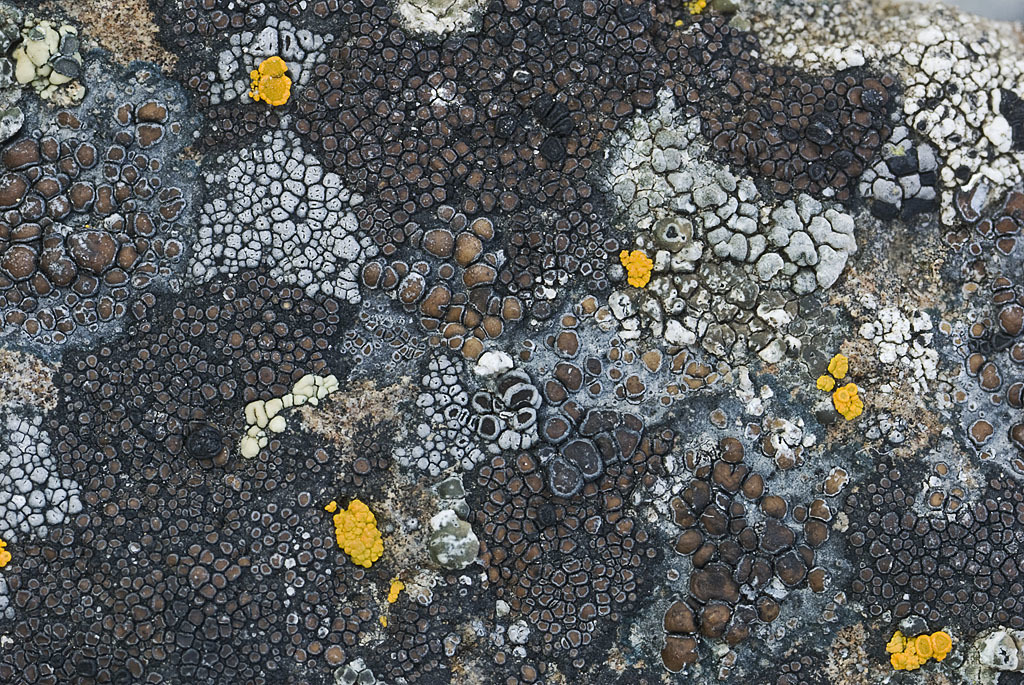 Obscure Map Lichen