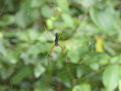 Nephila kuhli