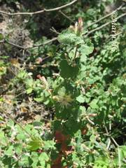 Brickellia tomentella