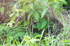 Catonephele numilia immaculata