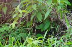 Catonephele numilia immaculata