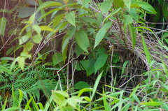 Catonephele numilia immaculata