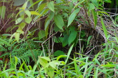 Catonephele numilia immaculata