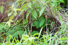 Catonephele numilia immaculata