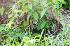 Catonephele numilia immaculata
