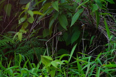 Catonephele numilia immaculata