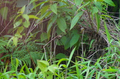 Catonephele numilia immaculata