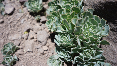 Alstroemeria spathulata