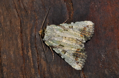 Perigea glaucoptera