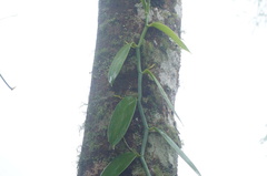 Vanilla planifolia