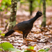 Red-billed Curassow - Photo (c) Instituto Últimos Refúgios, some rights reserved (CC BY-NC), uploaded by Instituto Últimos Refúgios