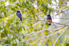 Chelidoptera tenebrosa