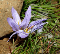 Crocus hermoneus