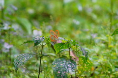 Pteronymia rufocincta