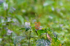 Pteronymia rufocincta