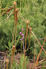 Disperis paludosa