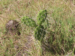 Opuntia triacanthos