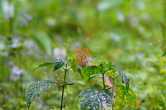 Pteronymia rufocincta