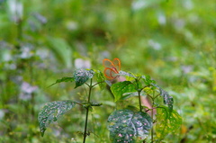 Pteronymia rufocincta