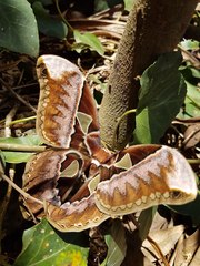 Rothschildia speculifer