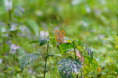 Pteronymia rufocincta