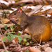 Red-rumped Agouti - Photo (c) Instituto Últimos Refúgios, some rights reserved (CC BY-NC), uploaded by Instituto Últimos Refúgios